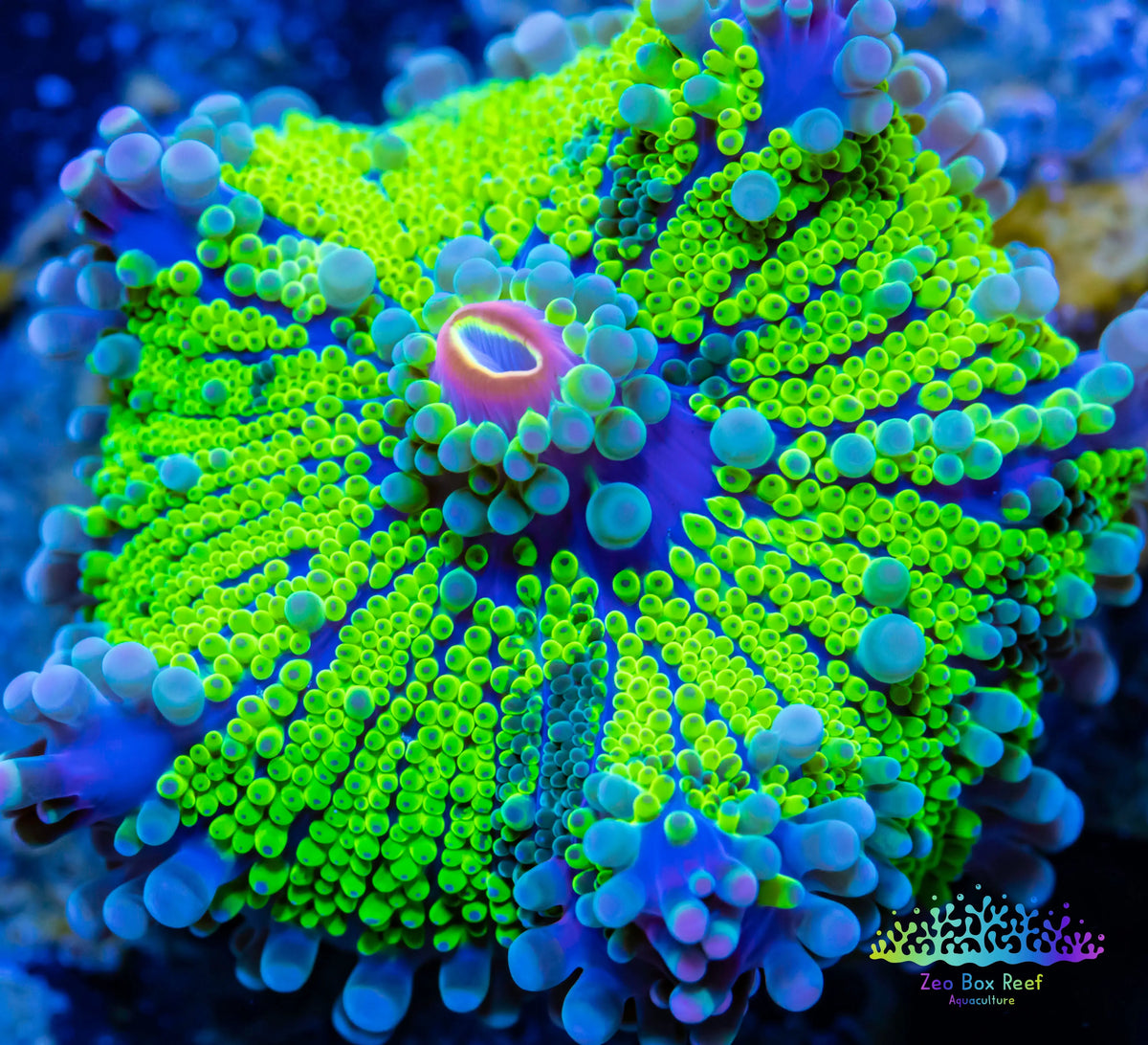 Batsy Corla Soft Coral- Ultra Ricordea WYSIWYG 4cm Soft Coral- Ultra Ricordea ...