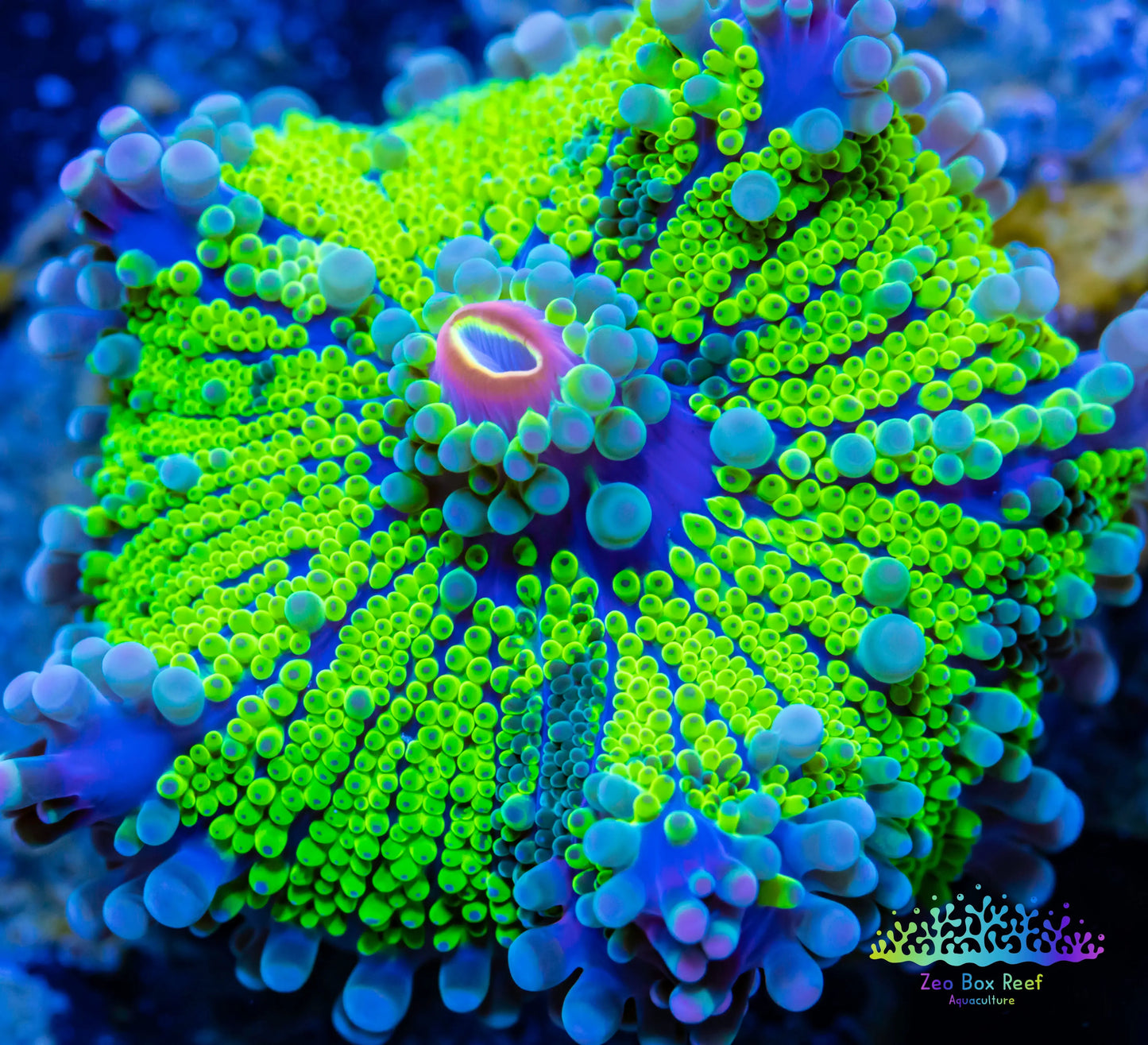 Soft Coral- Ultra Ricordea WYSIWYG 4cm Soft Coral- Ultra Ricordea WYSIWYG 4cm Soft Coral Soft Coral- Ultra Ricordea WYSIWYG 4cm Zeo Box Reef