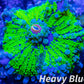 Soft Coral- Ultra Ricordea WYSIWYG 4cm Soft Coral- Ultra Ricordea WYSIWYG 4cm Soft Coral Soft Coral- Ultra Ricordea WYSIWYG 4cm Zeo Box Reef