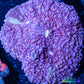 Soft Coral- Ultra Ricordea WYSIWYG 5cm Soft Coral- Ultra Ricordea WYSIWYG 5cm Soft Coral Soft Coral- Ultra Ricordea WYSIWYG 5cm Zeo Box Reef