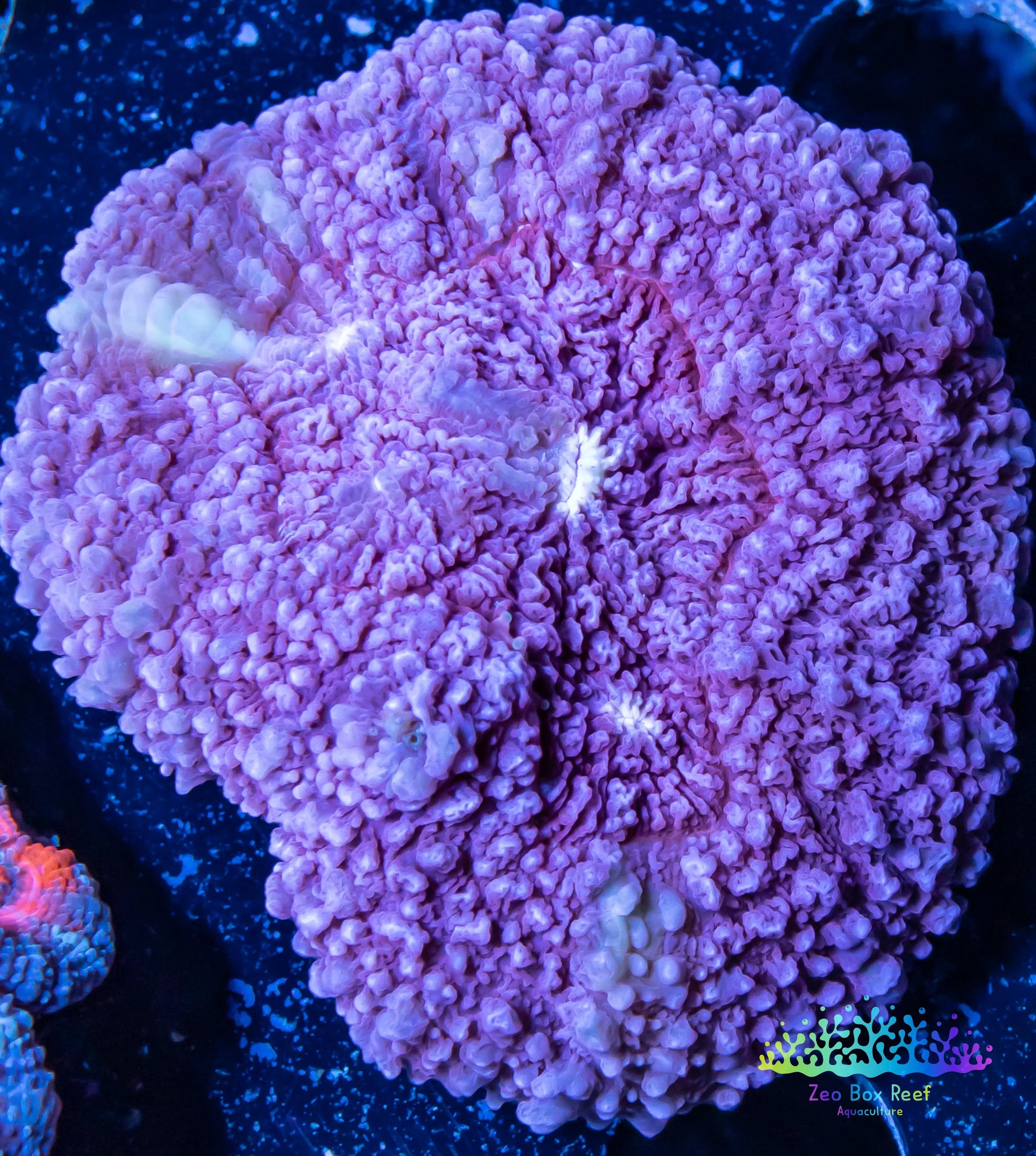 Soft Coral- Ultra Ricordea WYSIWYG 5cm Soft Coral- Ultra Ricordea WYSIWYG 5cm Soft Coral Soft Coral- Ultra Ricordea WYSIWYG 5cm Zeo Box Reef