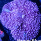 Soft Coral- Ultra Ricordea WYSIWYG 5cm Soft Coral- Ultra Ricordea WYSIWYG 5cm Soft Coral Soft Coral- Ultra Ricordea WYSIWYG 5cm Zeo Box Reef