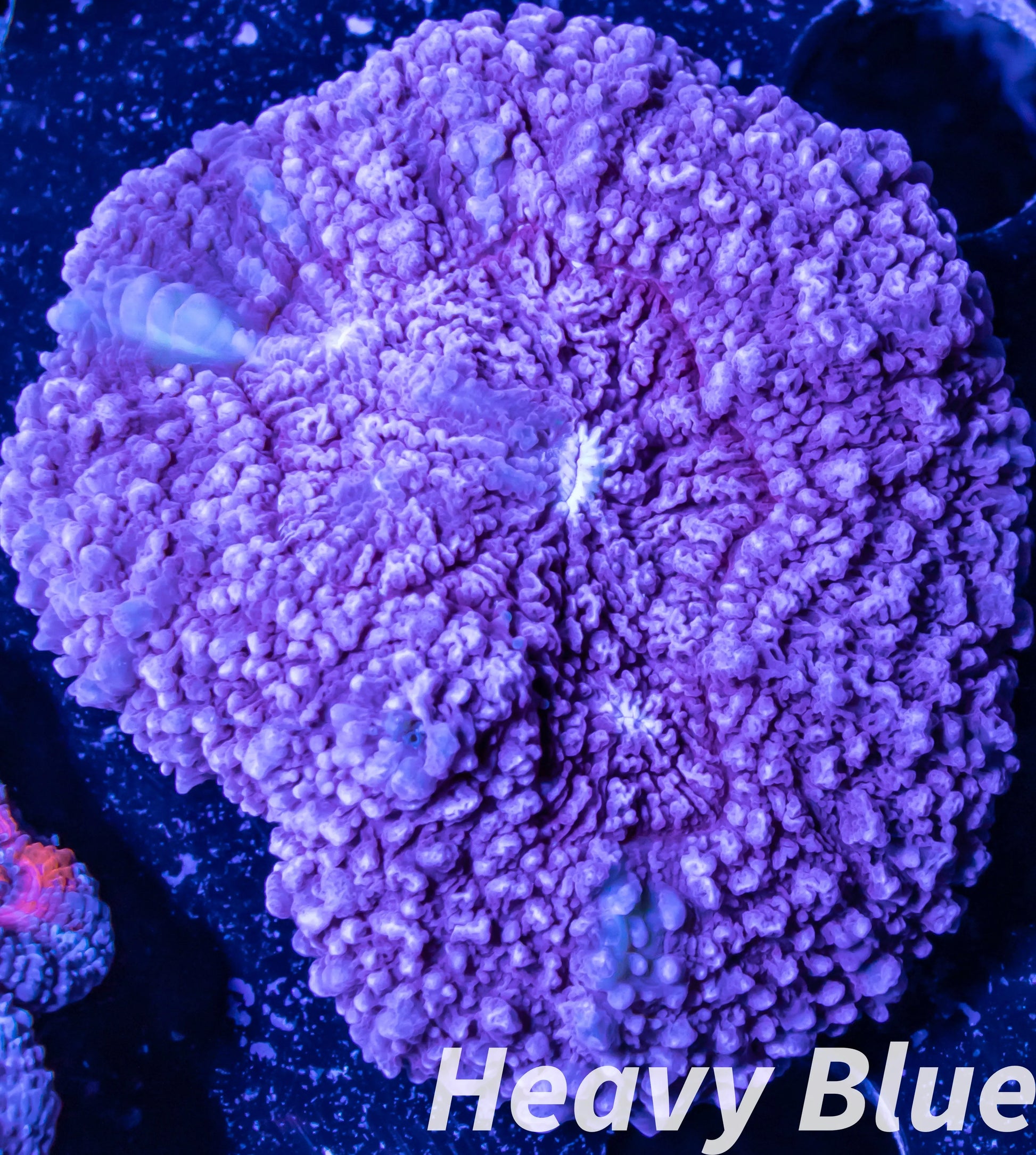 Soft Coral- Ultra Ricordea WYSIWYG 5cm Soft Coral- Ultra Ricordea WYSIWYG 5cm Soft Coral Soft Coral- Ultra Ricordea WYSIWYG 5cm Zeo Box Reef