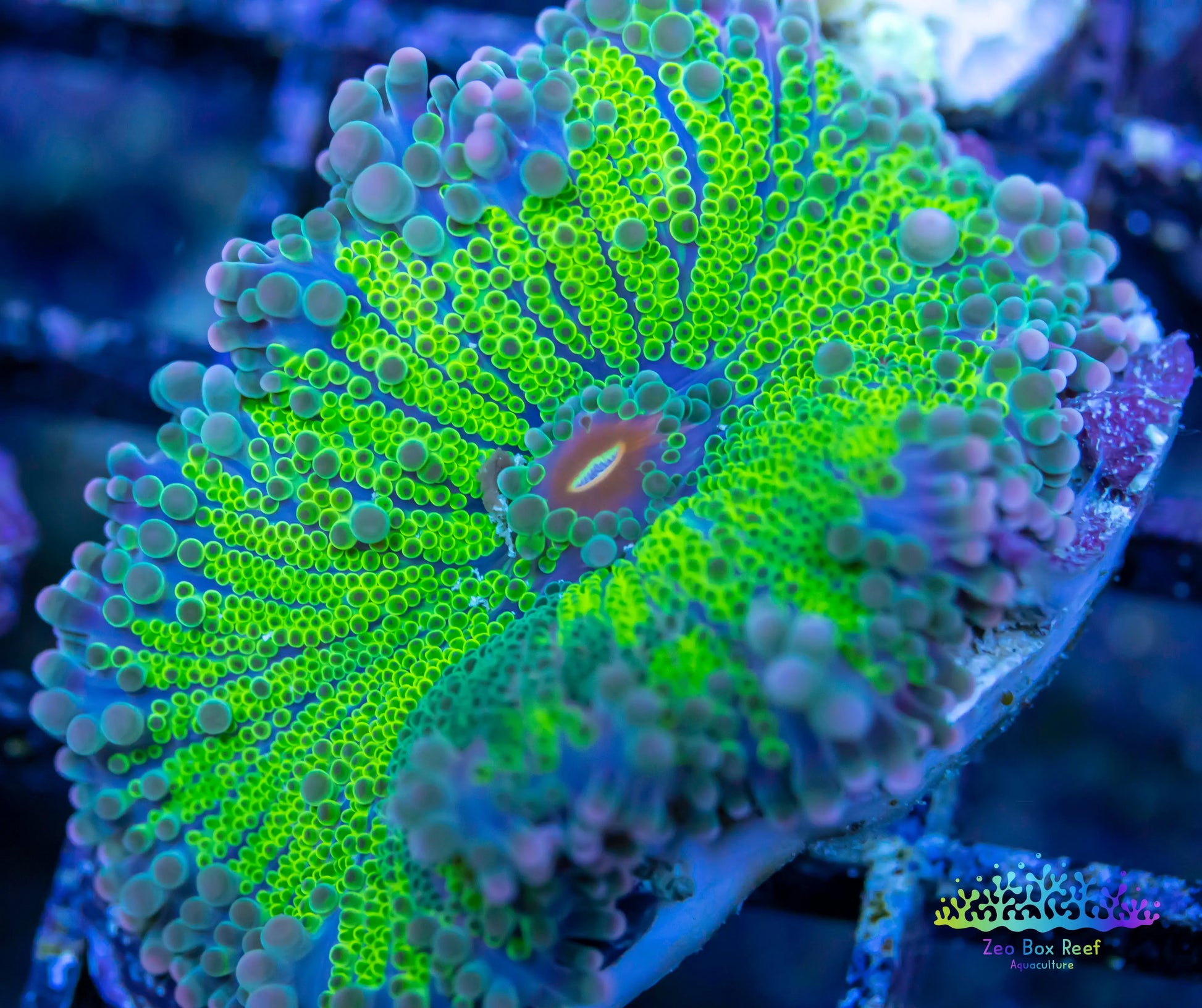 Soft Coral- Ultra Ricordea WYSIWYG Soft Coral- Ultra Ricordea WYSIWYG Soft Coral Soft Coral- Ultra Ricordea WYSIWYG Zeo Box Reef