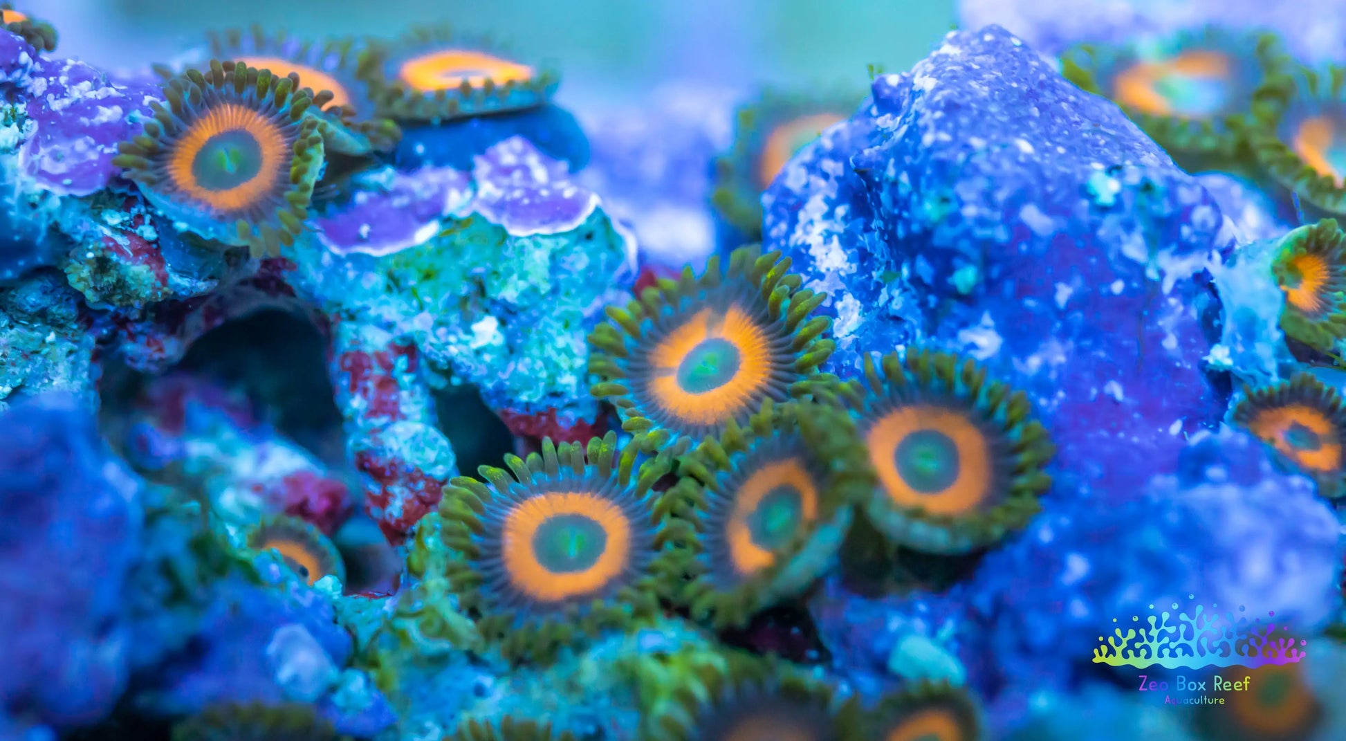 Soft Coral- Zoanthid- Eagle Eye wild  Zoa Rocks WYSIWYG 7cm Soft Coral- Zoanthid- Eagle Eye wild  Zoa Rocks WYSIWYG 7cm LPS Soft Coral- Zoanthid- Eagle Eye wild  Zoa Rocks WYSIWYG 7cm Zeo Box Reef