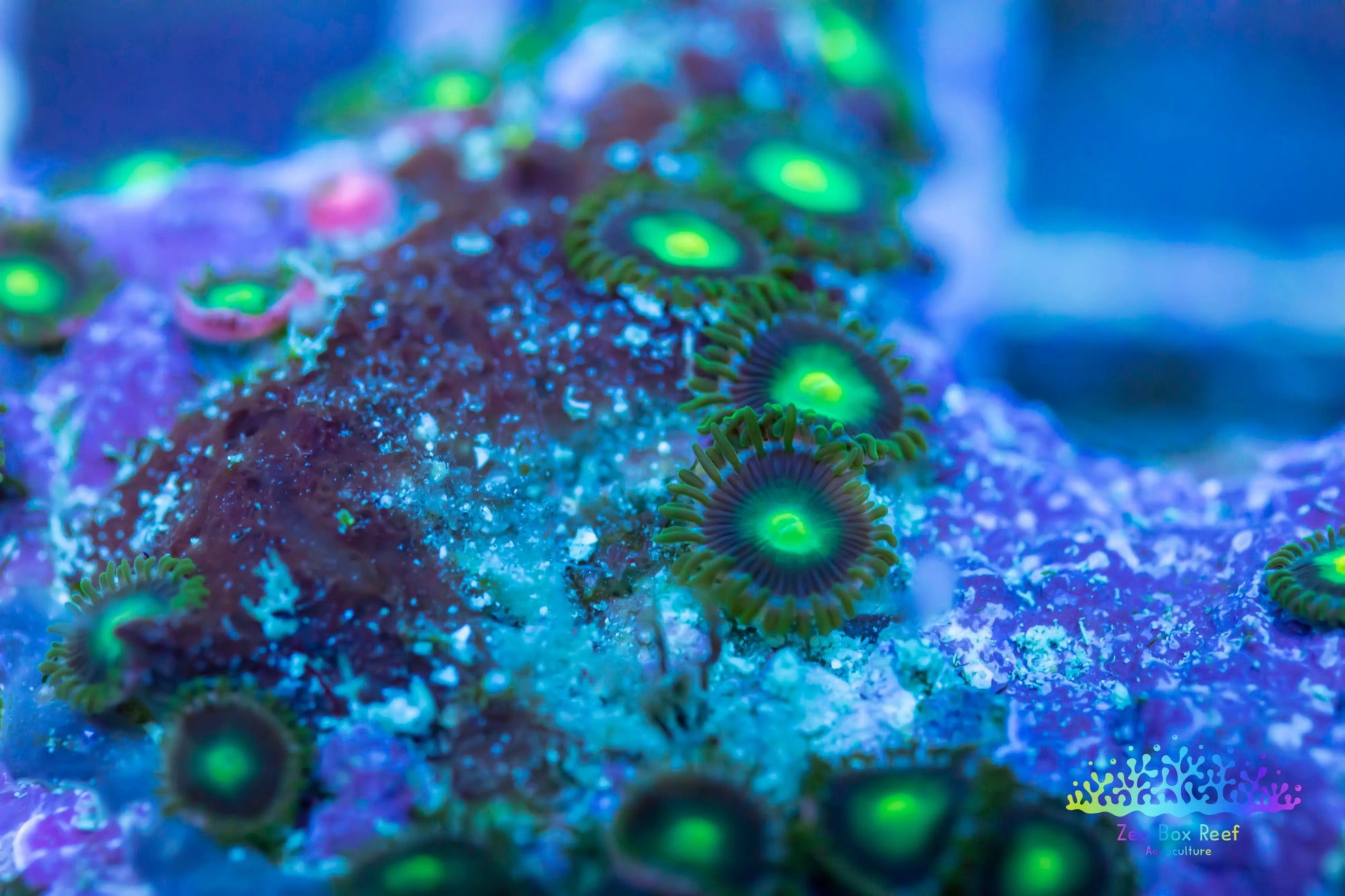 Soft Coral- Zoanthid- Radioactive Dragon Eye wild Zoa Rock WYSIWYG 15cm Soft Coral- Zoanthid- Radioactive Dragon Eye wild Zoa Rock WYSIWYG 15cm LPS Soft Coral- Zoanthid- Radioactive Dragon Eye wild Zoa Rock WYSIWYG 15cm Zeo Box Reef