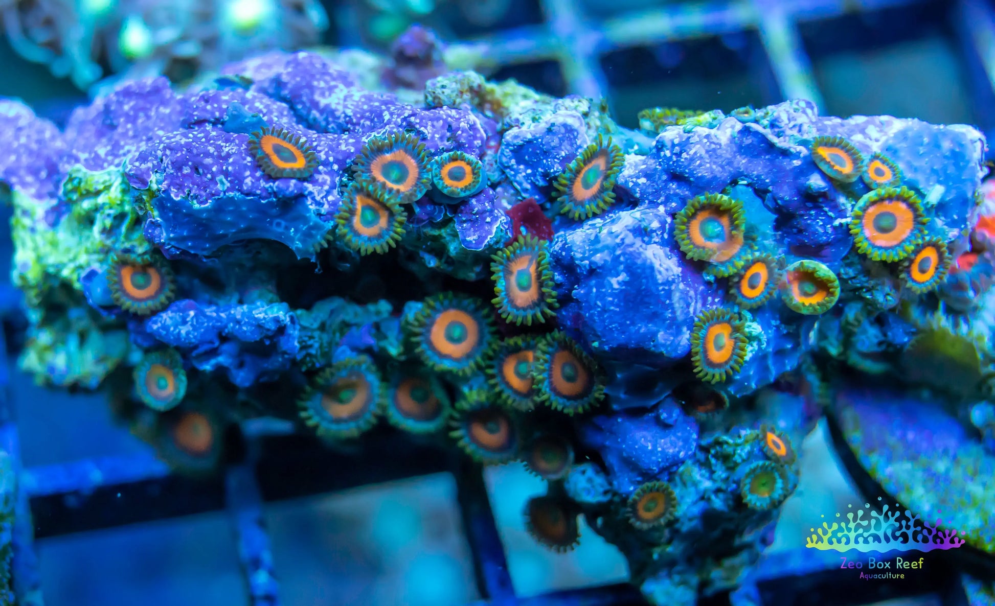 Soft Coral- Zoanthid- wild  Zoa Rocks WYSIWYG 11cm Soft Coral- Zoanthid- wild  Zoa Rocks WYSIWYG 11cm LPS Soft Coral- Zoanthid- wild  Zoa Rocks WYSIWYG 11cm Zeo Box Reef