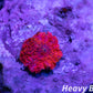 Soft Coral-Bright Red Morph Rock WYSIWYG single polyp Soft Coral-Bright Red Morph Rock WYSIWYG single polyp Animals & Pet Supplies Soft Coral-Bright Red Morph Rock WYSIWYG single polyp Zeo Box Reef