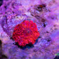 Soft Coral-Bright Red Morph Rock WYSIWYG single polyp Soft Coral-Bright Red Morph Rock WYSIWYG single polyp Animals & Pet Supplies Soft Coral-Bright Red Morph Rock WYSIWYG single polyp Zeo Box Reef