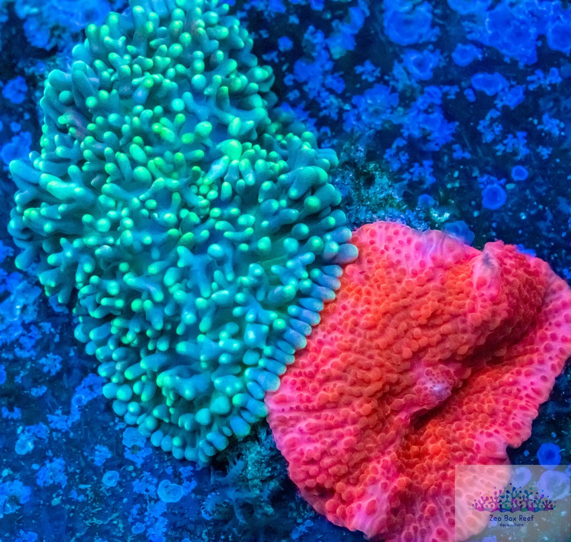 Soft Coral-Bright Red and Green Morph Combo Rock Soft Coral-Bright Red and Green Morph Combo Rock Soft Coral Soft Coral-Bright Red and Green Morph Combo Rock Zeo Box Reef