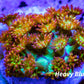 Sunset ☀ Bernardpora Coral WYSIWYG Freg Sunset ☀ Bernardpora Coral WYSIWYG Freg Animals & Pet Supplies Sunset ☀ Bernardpora Coral WYSIWYG Freg Zeo Box Reef