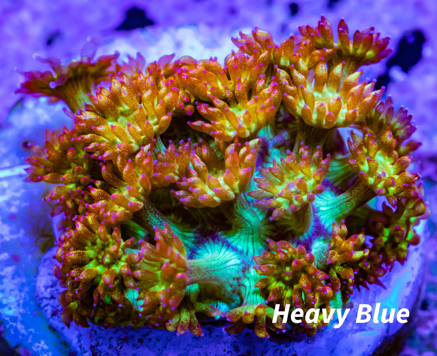 Sunset ☀ Bernardpora Coral WYSIWYG Freg Sunset ☀ Bernardpora Coral WYSIWYG Freg Animals & Pet Supplies Sunset ☀ Bernardpora Coral WYSIWYG Freg Zeo Box Reef