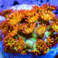 Sunset ☀ Bernardpora Coral WYSIWYG Freg Sunset ☀ Bernardpora Coral WYSIWYG Freg Animals & Pet Supplies Sunset ☀ Bernardpora Coral WYSIWYG Freg Zeo Box Reef