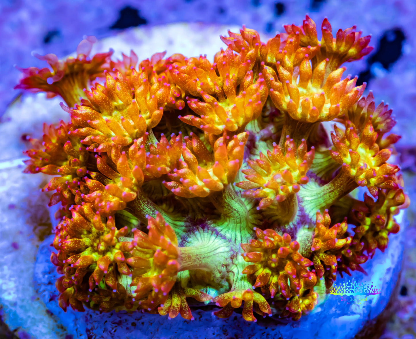 Sunset ☀ Bernardpora Coral WYSIWYG Freg Sunset ☀ Bernardpora Coral WYSIWYG Freg Animals & Pet Supplies Sunset ☀ Bernardpora Coral WYSIWYG Freg Zeo Box Reef