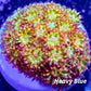 Sunset ☀ Bernardpora WYSIWYG Sunset ☀ Bernardpora WYSIWYG Animals & Pet Supplies Sunset ☀ Bernardpora WYSIWYG Zeo Box Reef