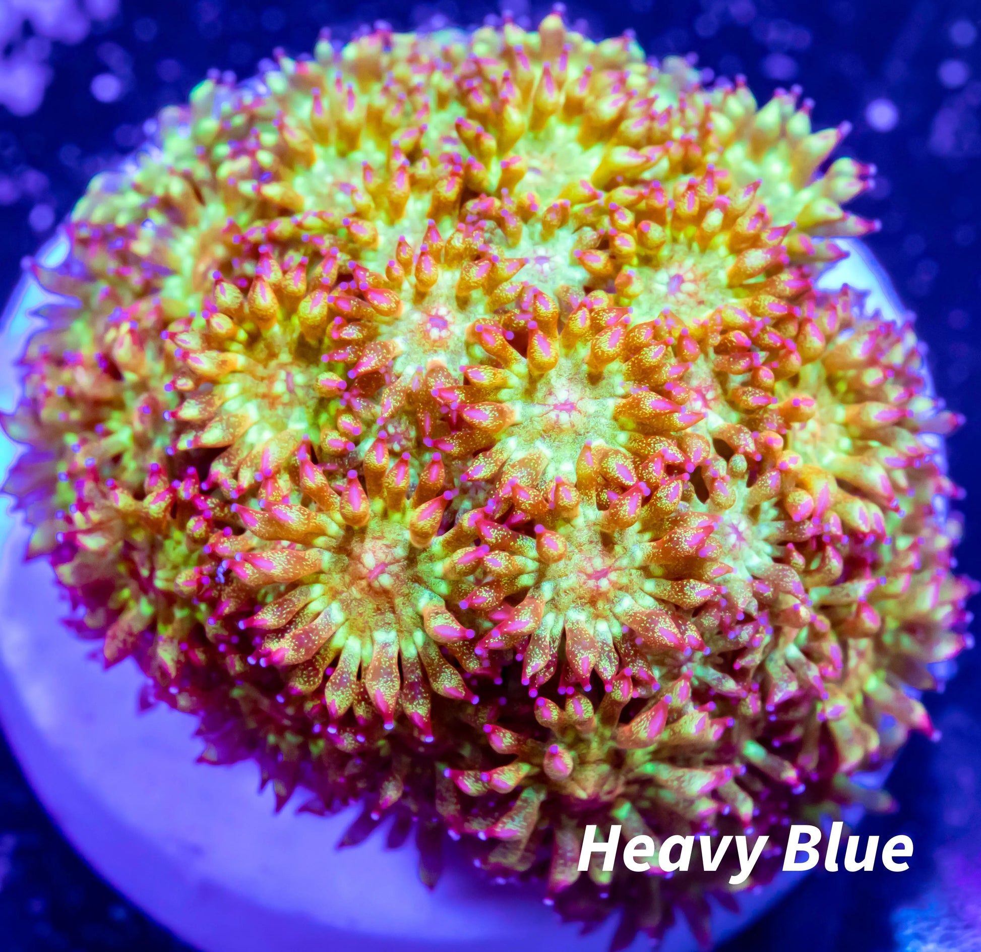 Sunset ☀ Bernardpora WYSIWYG Sunset ☀ Bernardpora WYSIWYG Animals & Pet Supplies Sunset ☀ Bernardpora WYSIWYG Zeo Box Reef