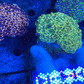Euphyllia Ancora Coral- LPS - Super Ultra Hammer Coral WYSIWYG 6cm