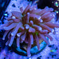Torch Coral 4cm WYSIWYG Torch Coral 4cm WYSIWYG LPS Torch Coral 4cm WYSIWYG Zeo Box Reef