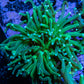 Torch Coral 7cm WYSIWYG Torch Coral 7cm WYSIWYG LPS Torch Coral 7cm WYSIWYG Zeo Box Reef