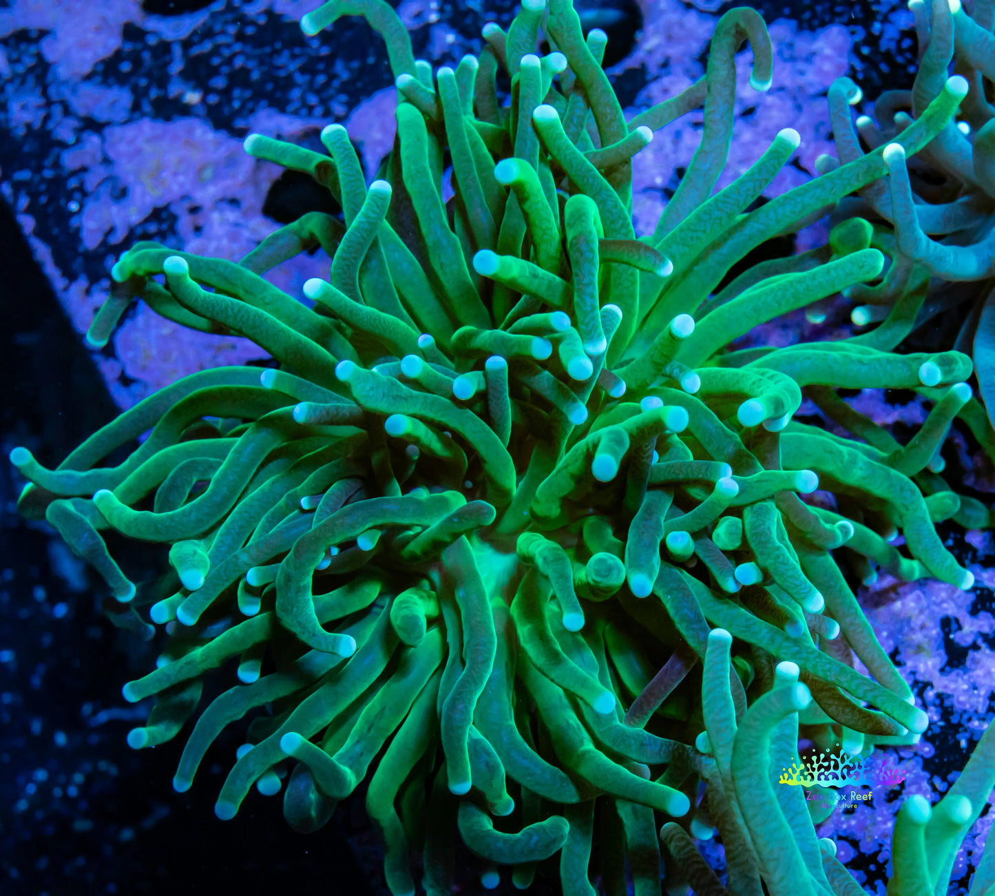 Torch Coral 7cm WYSIWYG Torch Coral 7cm WYSIWYG LPS Torch Coral 7cm WYSIWYG Zeo Box Reef