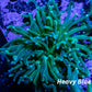 Torch Coral 7cm WYSIWYG Torch Coral 7cm WYSIWYG LPS Torch Coral 7cm WYSIWYG Zeo Box Reef