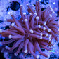 Torch Coral 7cm WYSIWYG Torch Coral 7cm WYSIWYG LPS Torch Coral 7cm WYSIWYG Zeo Box Reef