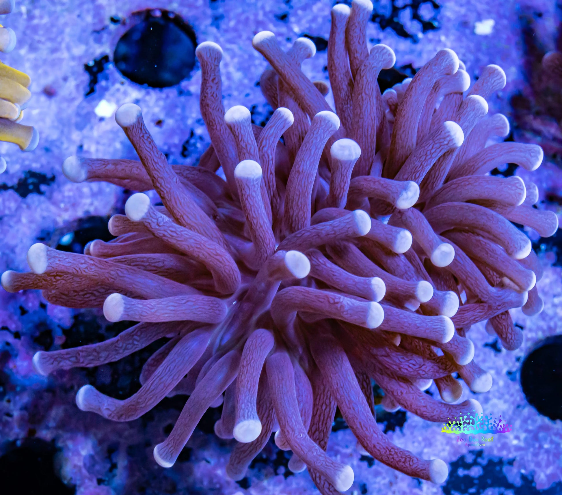 Torch Coral 7cm WYSIWYG Torch Coral 7cm WYSIWYG LPS Torch Coral 7cm WYSIWYG Zeo Box Reef