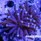 Torch Coral 7cm WYSIWYG Torch Coral 7cm WYSIWYG LPS Torch Coral 7cm WYSIWYG Zeo Box Reef