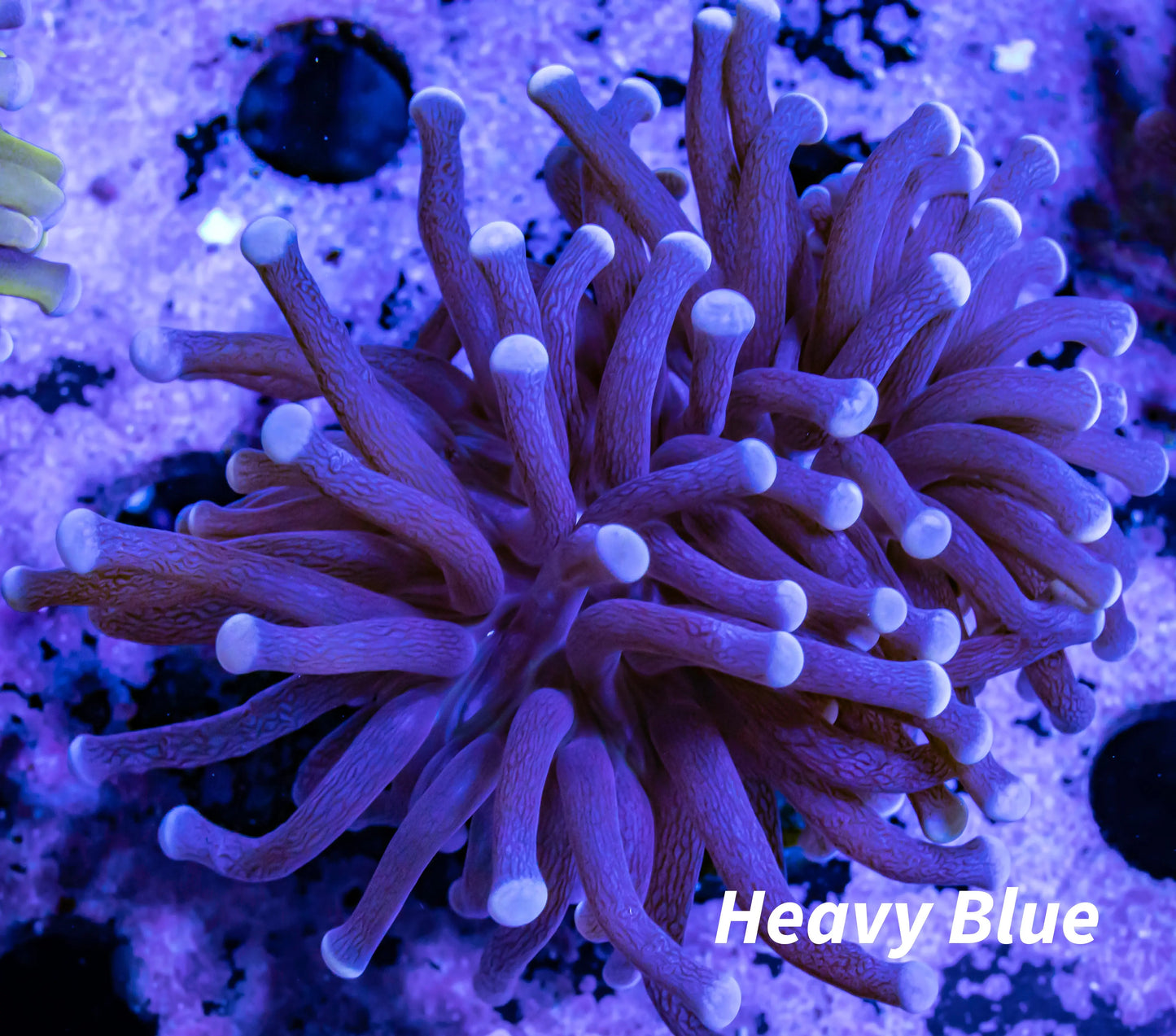 Torch Coral 7cm WYSIWYG Torch Coral 7cm WYSIWYG LPS Torch Coral 7cm WYSIWYG Zeo Box Reef