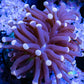 Torch Coral 7cm WYSIWYG Torch Coral 7cm WYSIWYG LPS Torch Coral 7cm WYSIWYG Zeo Box Reef