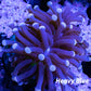 Torch Coral 7cm WYSIWYG Torch Coral 7cm WYSIWYG LPS Torch Coral 7cm WYSIWYG Zeo Box Reef