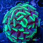 Toxic Green Tip Hammer Coral WYSIWYG 4cm Toxic Green Tip Hammer Coral WYSIWYG 4cm Aquarium Decor Toxic Green Tip Hammer Coral WYSIWYG 4cm Zeo Box Reef