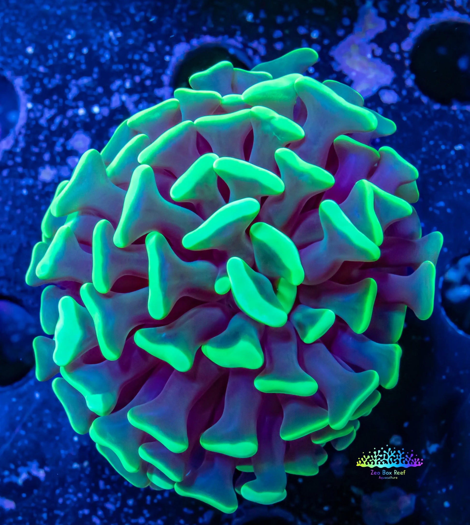 Toxic Green Tip Hammer Coral WYSIWYG 4cm Toxic Green Tip Hammer Coral WYSIWYG 4cm Aquarium Decor Toxic Green Tip Hammer Coral WYSIWYG 4cm Zeo Box Reef