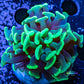 Toxic Green Tip Hammer Coral WYSIWYG 5cm Toxic Green Tip Hammer Coral WYSIWYG 5cm Aquarium Decor Toxic Green Tip Hammer Coral WYSIWYG 5cm Zeo Box Reef