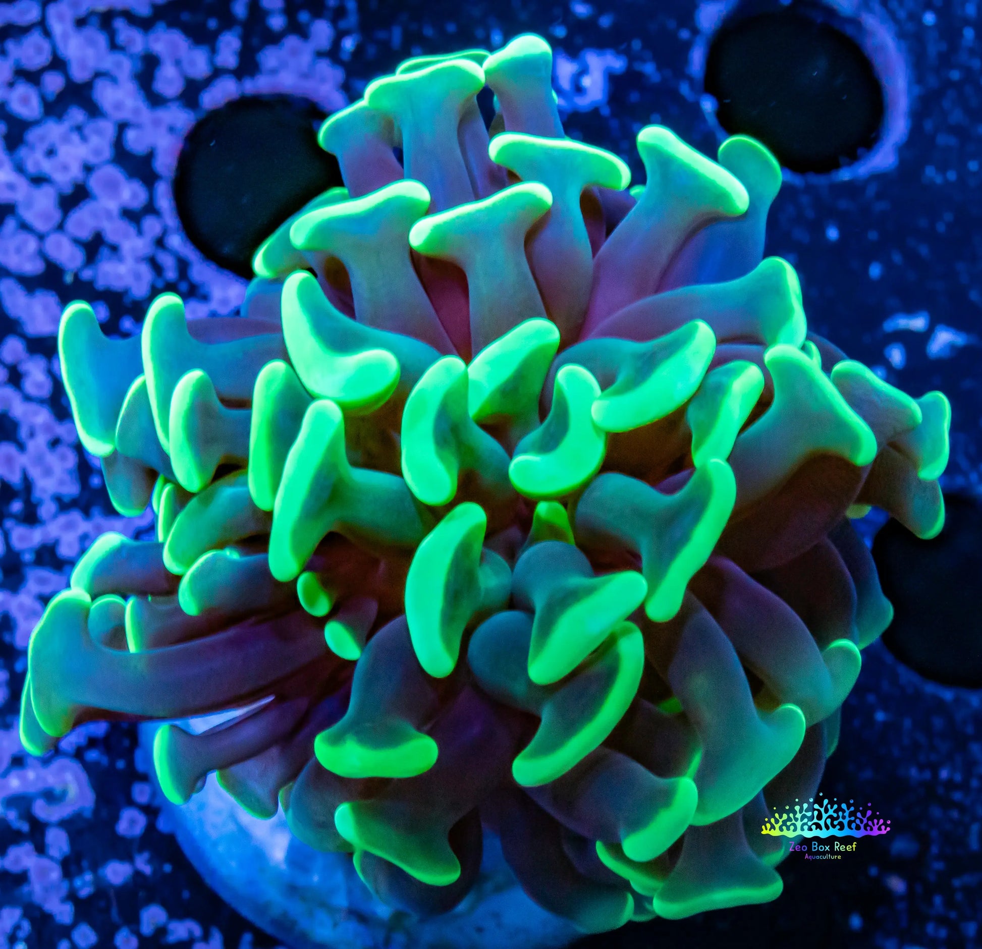 Toxic Green Tip Hammer Coral WYSIWYG 5cm Toxic Green Tip Hammer Coral WYSIWYG 5cm Aquarium Decor Toxic Green Tip Hammer Coral WYSIWYG 5cm Zeo Box Reef