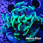Toxic Green Tip Hammer Coral WYSIWYG 5cm Toxic Green Tip Hammer Coral WYSIWYG 5cm Aquarium Decor Toxic Green Tip Hammer Coral WYSIWYG 5cm Zeo Box Reef