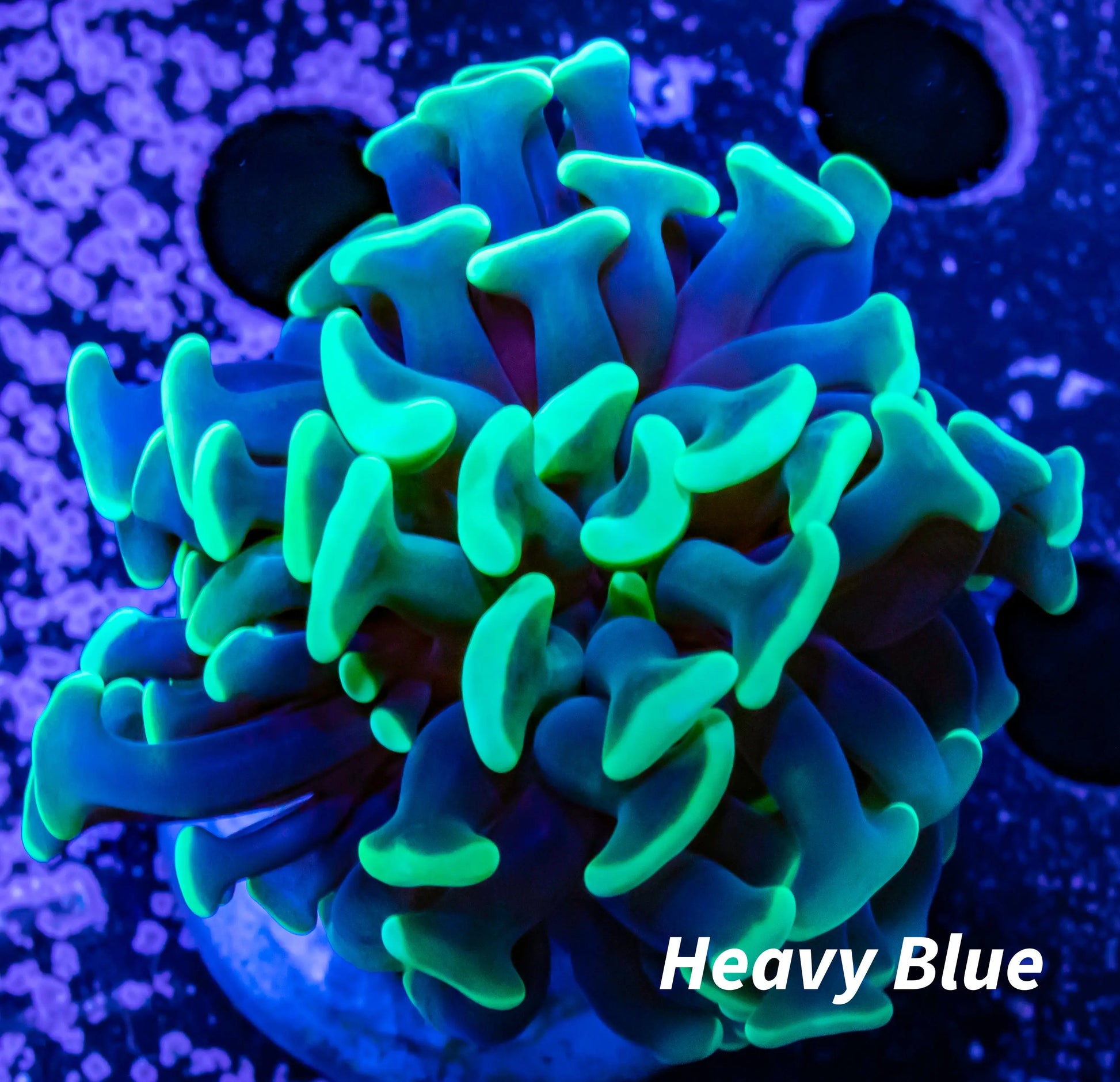 Toxic Green Tip Hammer Coral WYSIWYG 5cm Toxic Green Tip Hammer Coral WYSIWYG 5cm Aquarium Decor Toxic Green Tip Hammer Coral WYSIWYG 5cm Zeo Box Reef