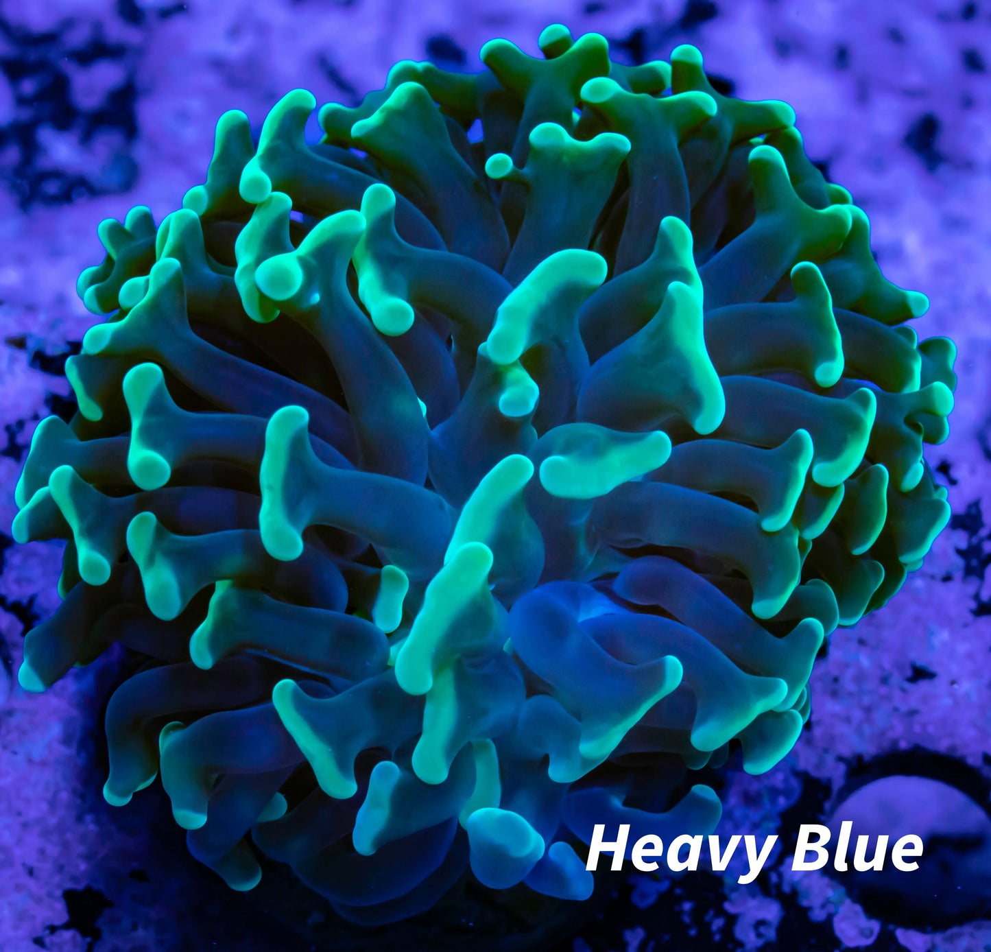 Toxic Green Tip Hammer Coral WYSIWYG 5cm Toxic Green Tip Hammer Coral WYSIWYG 5cm Aquarium Decor Toxic Green Tip Hammer Coral WYSIWYG 5cm Zeo Box Reef