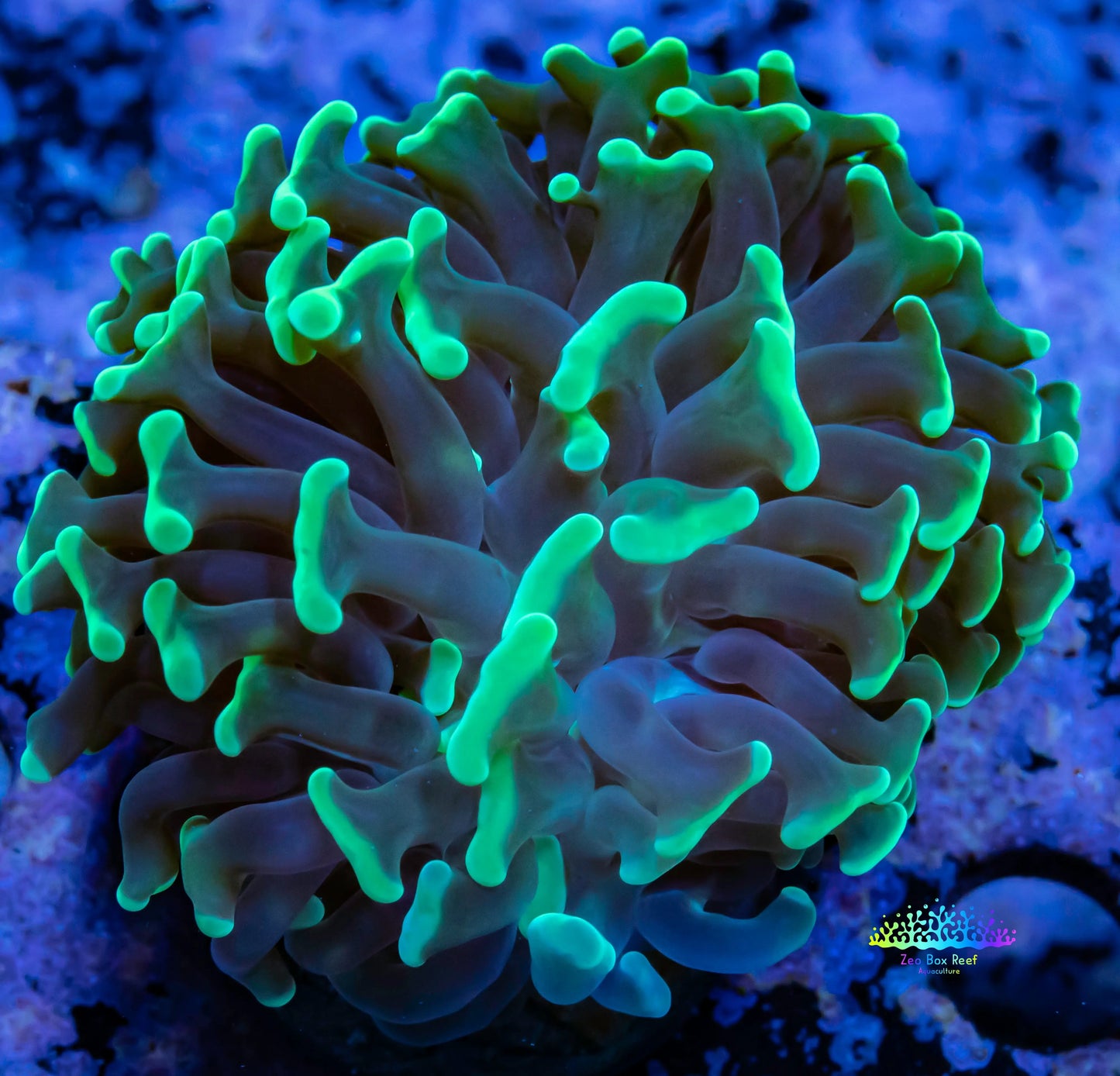 Toxic Green Tip Hammer Coral WYSIWYG 5cm Toxic Green Tip Hammer Coral WYSIWYG 5cm Aquarium Decor Toxic Green Tip Hammer Coral WYSIWYG 5cm Zeo Box Reef