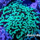 Toxic Green Tip Hammer Coral WYSIWYG 6cm Toxic Green Tip Hammer Coral WYSIWYG 6cm Aquarium Decor Toxic Green Tip Hammer Coral WYSIWYG 6cm Zeo Box Reef