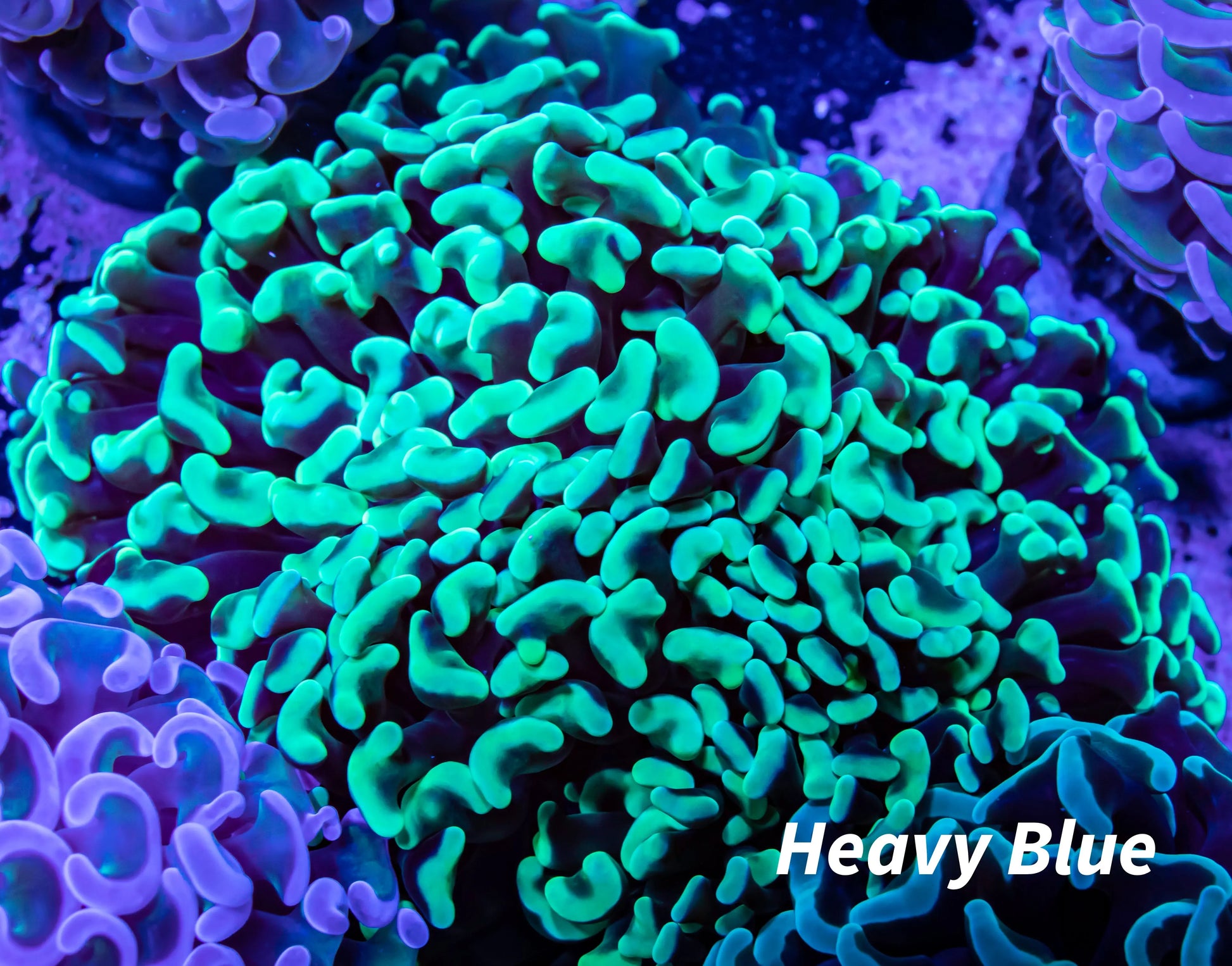 Toxic Green Tip Hammer Coral WYSIWYG 6cm Toxic Green Tip Hammer Coral WYSIWYG 6cm Aquarium Decor Toxic Green Tip Hammer Coral WYSIWYG 6cm Zeo Box Reef