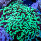 Toxic Green Tip Hammer Coral WYSIWYG 6cm Toxic Green Tip Hammer Coral WYSIWYG 6cm Aquarium Decor Toxic Green Tip Hammer Coral WYSIWYG 6cm Zeo Box Reef