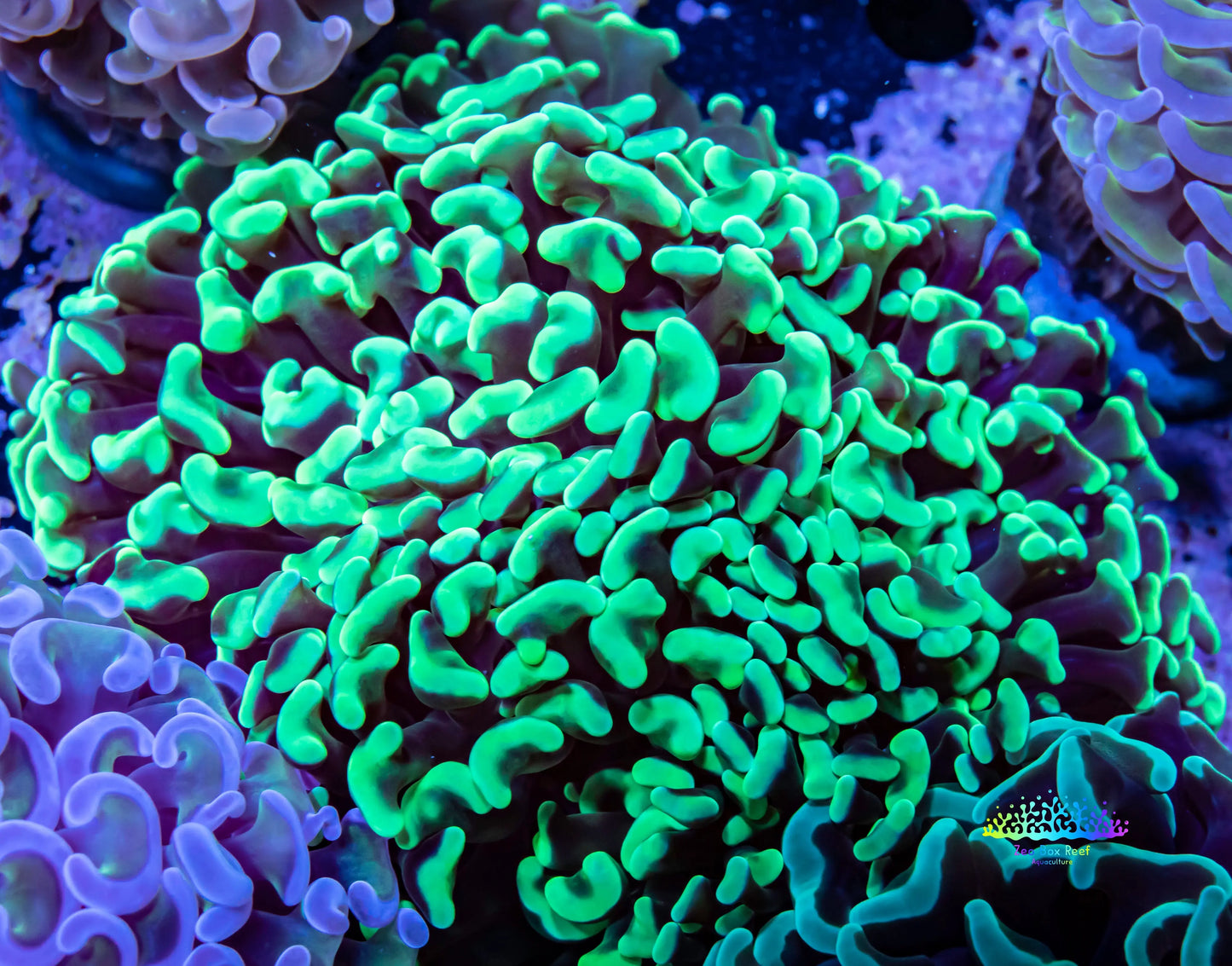 Toxic Green Tip Hammer Coral WYSIWYG 6cm Toxic Green Tip Hammer Coral WYSIWYG 6cm Aquarium Decor Toxic Green Tip Hammer Coral WYSIWYG 6cm Zeo Box Reef