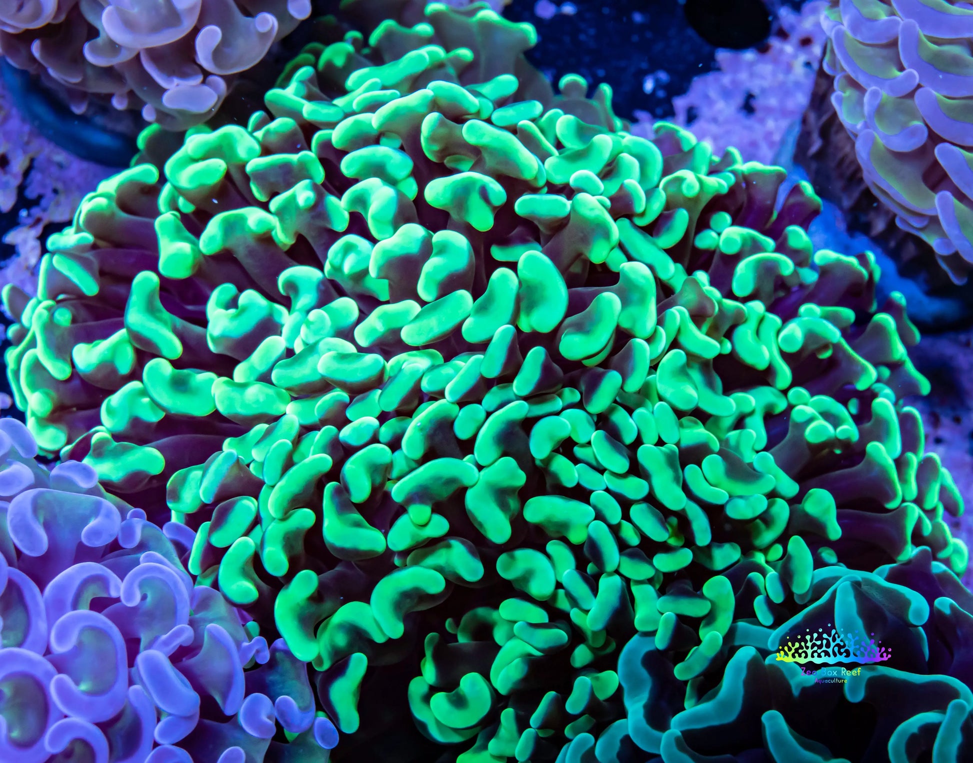 Toxic Green Tip Hammer Coral WYSIWYG 6cm Toxic Green Tip Hammer Coral WYSIWYG 6cm Aquarium Decor Toxic Green Tip Hammer Coral WYSIWYG 6cm Zeo Box Reef