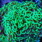 Toxic Green Tip Hammer Coral WYSIWYG 8cm Toxic Green Tip Hammer Coral WYSIWYG 8cm Aquarium Decor Toxic Green Tip Hammer Coral WYSIWYG 8cm Zeo Box Reef