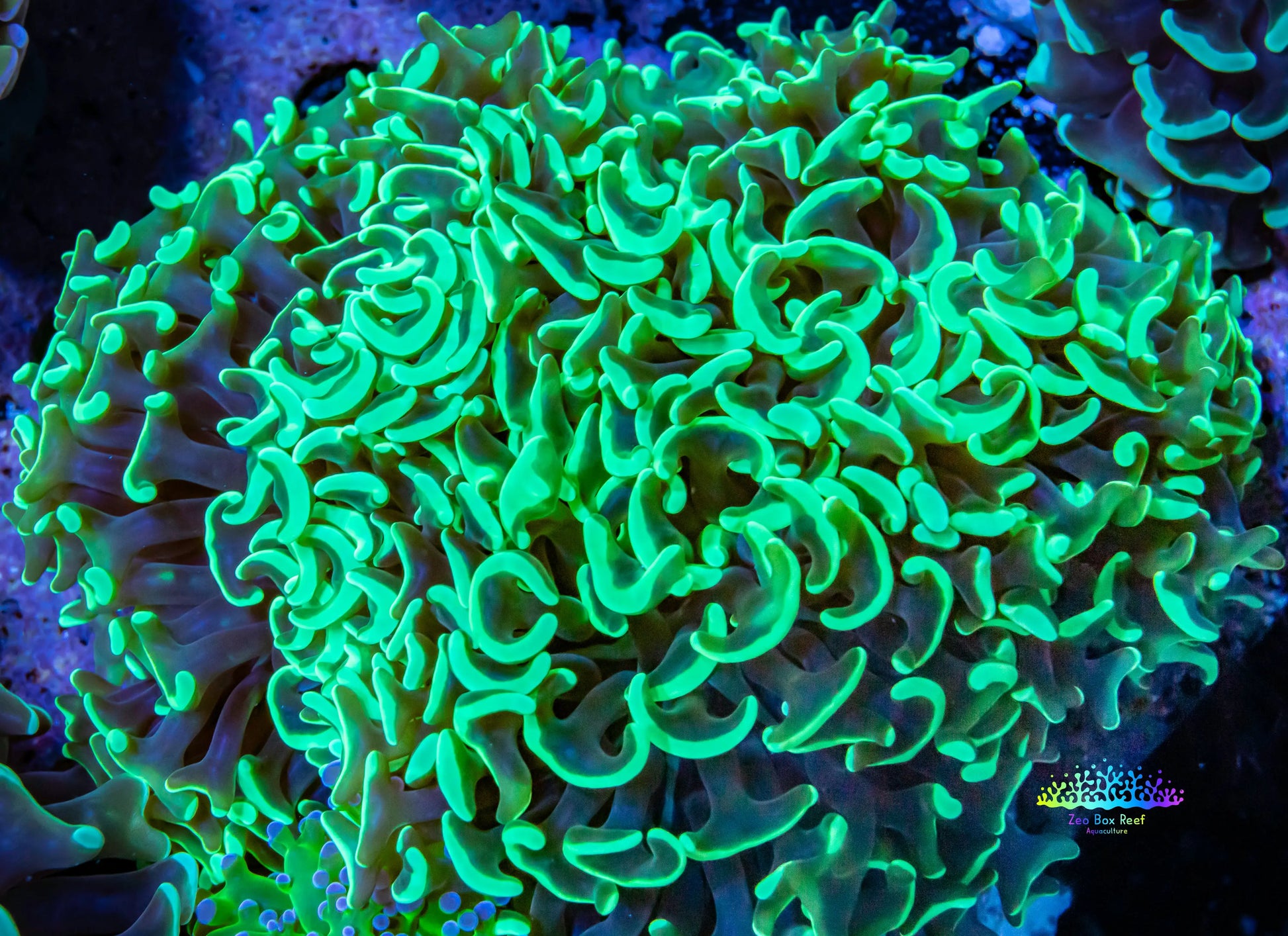 Toxic Green Tip Hammer Coral WYSIWYG 8cm Toxic Green Tip Hammer Coral WYSIWYG 8cm Aquarium Decor Toxic Green Tip Hammer Coral WYSIWYG 8cm Zeo Box Reef