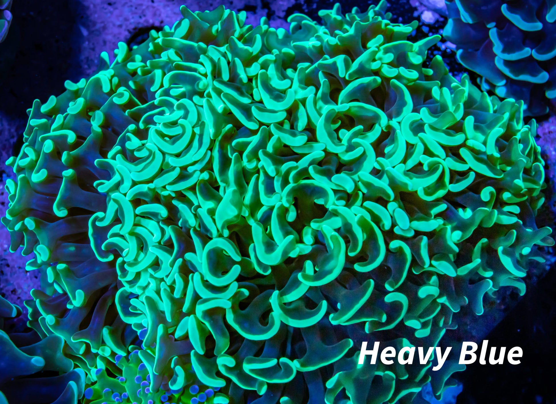 Toxic Green Tip Hammer Coral WYSIWYG 8cm Toxic Green Tip Hammer Coral WYSIWYG 8cm Aquarium Decor Toxic Green Tip Hammer Coral WYSIWYG 8cm Zeo Box Reef