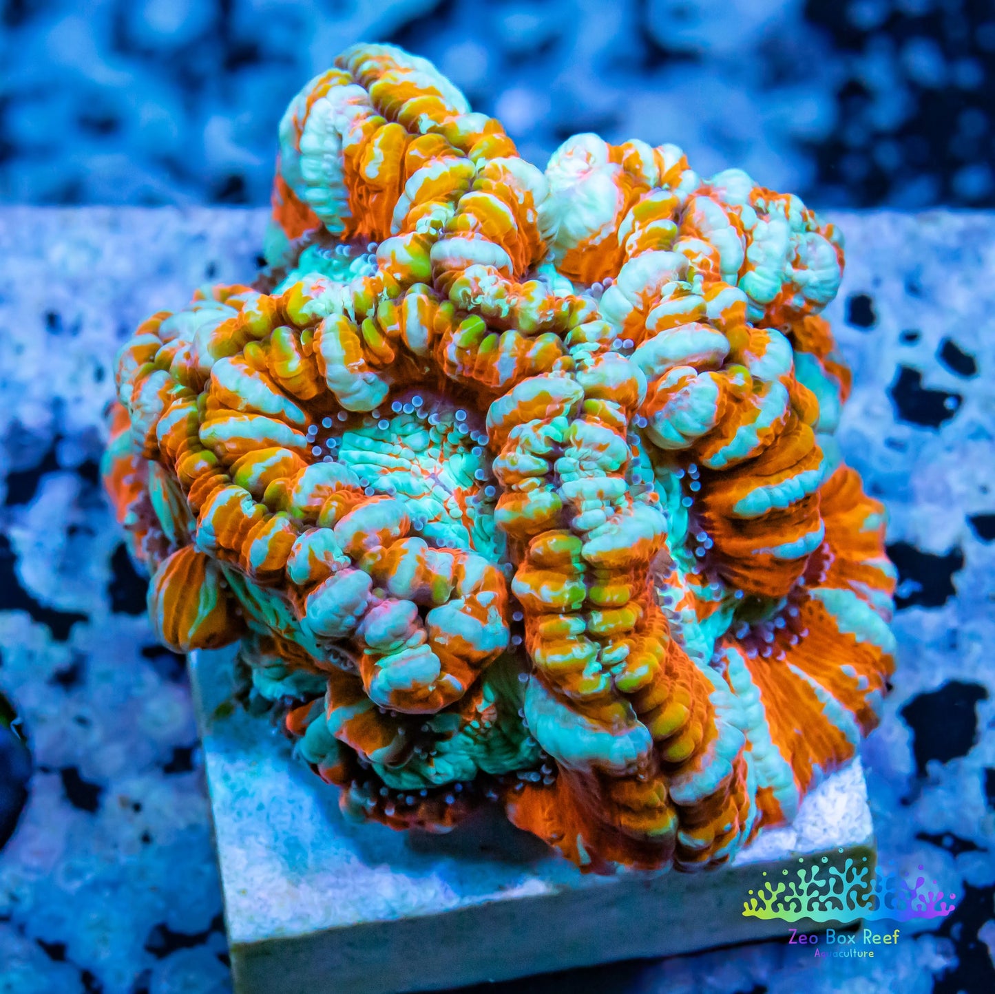 Tropical WA Wilsoni- LPS-  Wilsoni Coral Frag WYSIWYG Tropical WA Wilsoni- LPS-  Wilsoni Coral Frag WYSIWYG LPS Tropical WA Wilsoni- LPS-  Wilsoni Coral Frag WYSIWYG Zeo Box Reef