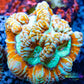 Tropical WA Wilsoni- LPS-  Wilsoni Coral Frag WYSIWYG Tropical WA Wilsoni- LPS-  Wilsoni Coral Frag WYSIWYG LPS Tropical WA Wilsoni- LPS-  Wilsoni Coral Frag WYSIWYG Zeo Box Reef