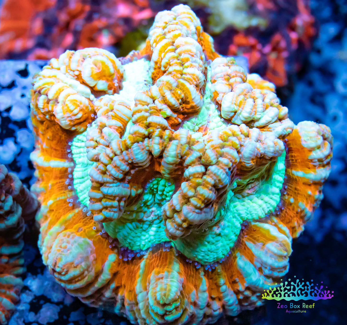 Tropical WA Wilsoni- LPS-  Wilsoni Coral Frag WYSIWYG Tropical WA Wilsoni- LPS-  Wilsoni Coral Frag WYSIWYG LPS Tropical WA Wilsoni- LPS-  Wilsoni Coral Frag WYSIWYG Zeo Box Reef
